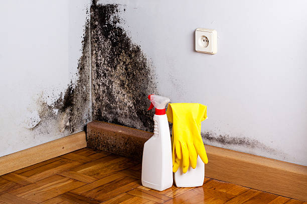 Best Toxic Mold Removal  in USA